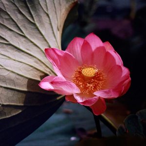 lotusbloem ©Joke Koppius